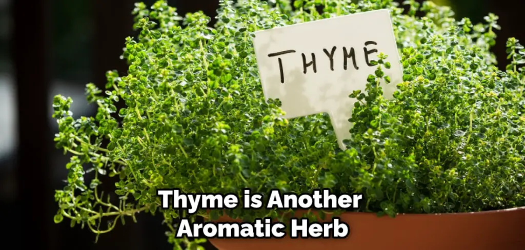 Thyme is Another Aromatic Herb